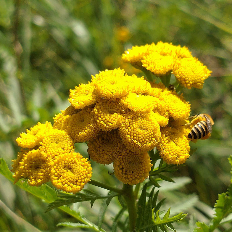 Blumenwiese im Garten: Rainfarn mit Seidenbiene