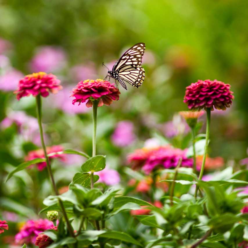 Gartenplanung mit Ursula Krüger-Matthes